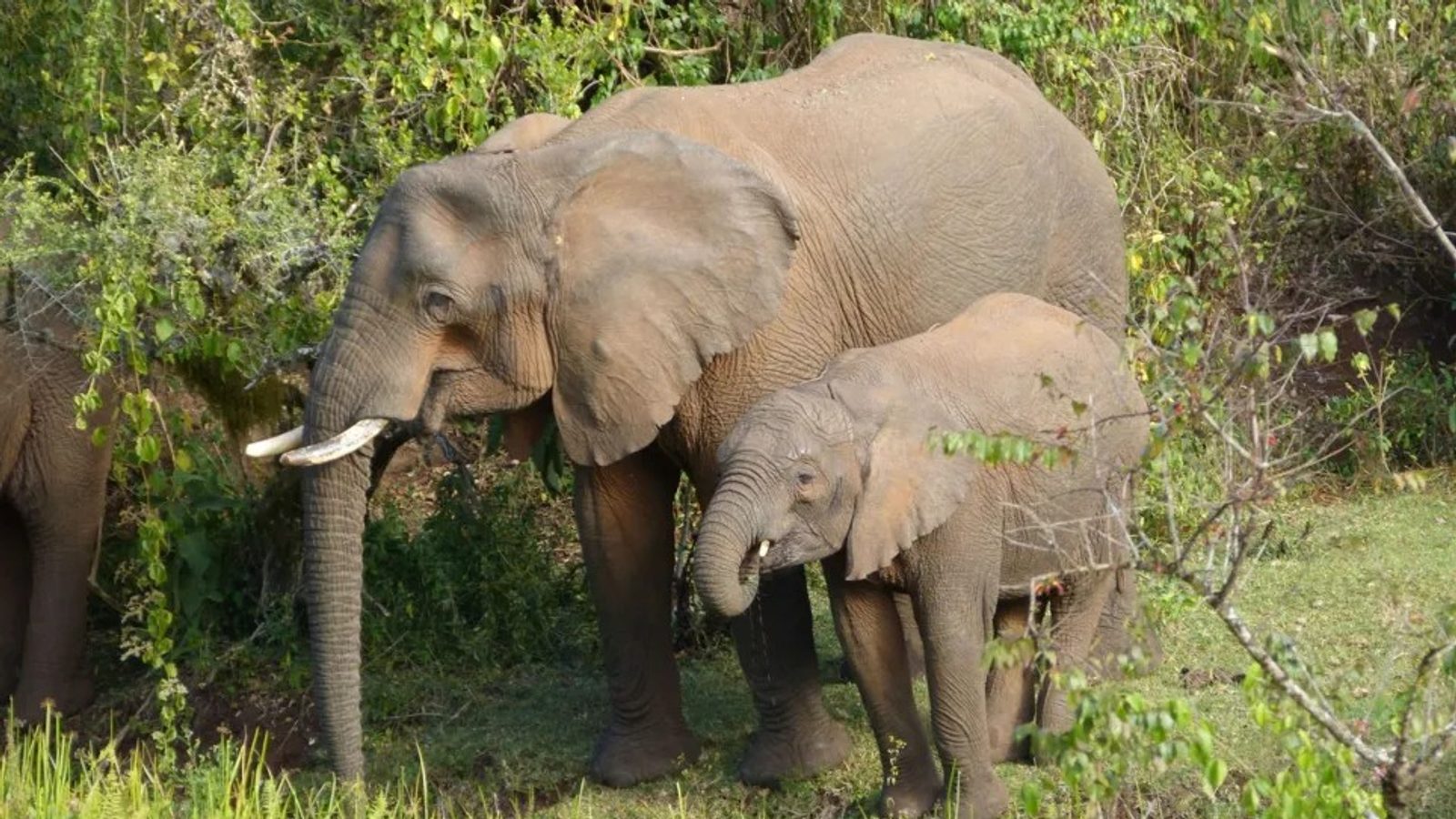 Elephants near Mount Elgon use dozens of plants to treat illness, study finds