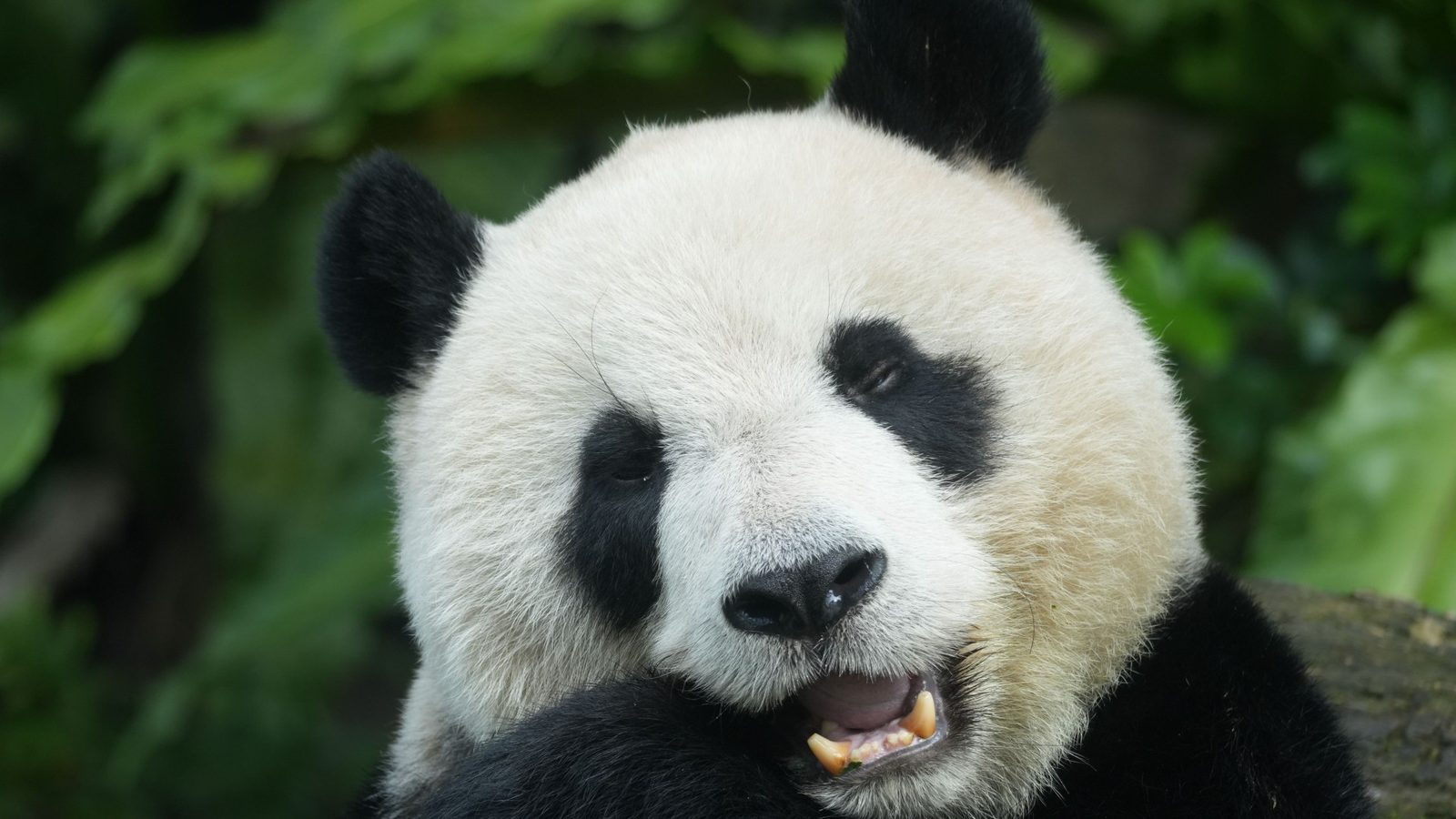 Two pandas sent from Chengdu to Atlanta after Xi–Trump summit
