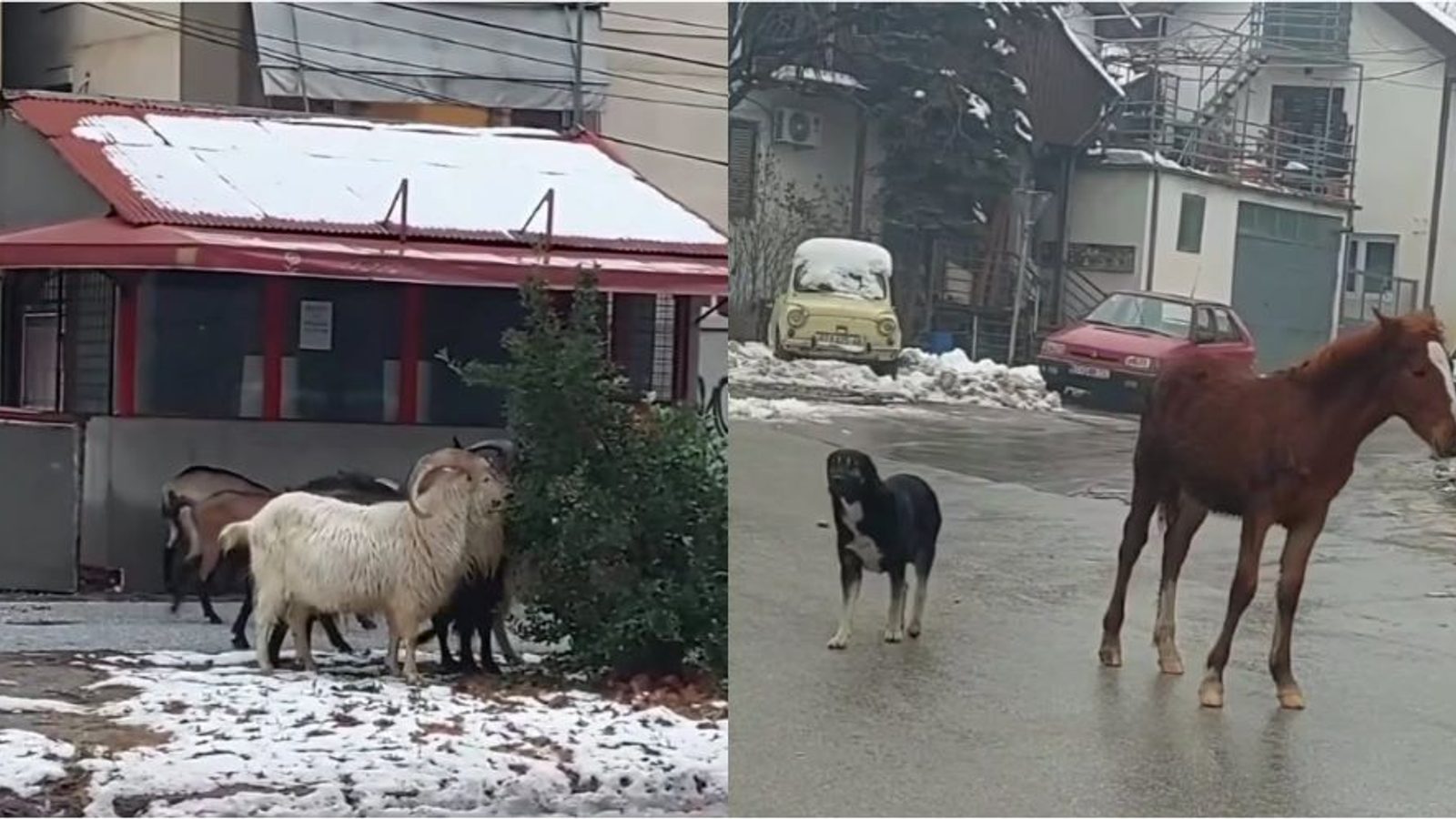 Bitola mayor: I feel powerless as horses and goats roam the city