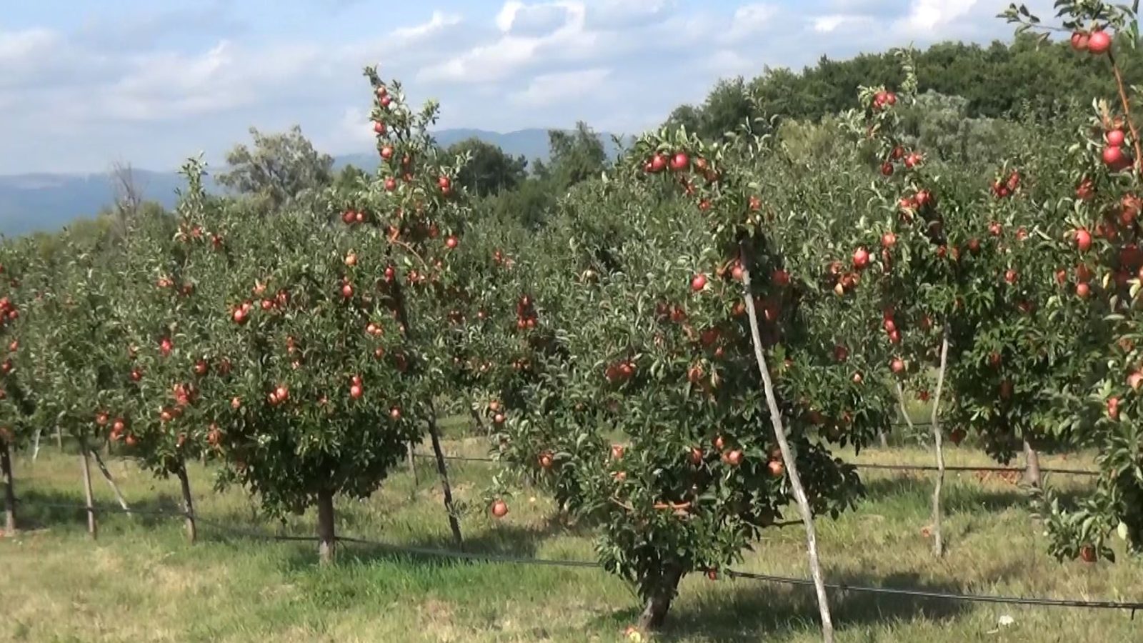Над 30 откупни центри под лупа на Комисијата за заштита на конкуренција – цени на пиперките и јаболката