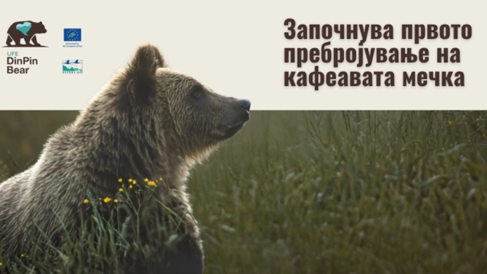 Почнува првото национално генетско пребројување на кафеавата мечка во Македонија