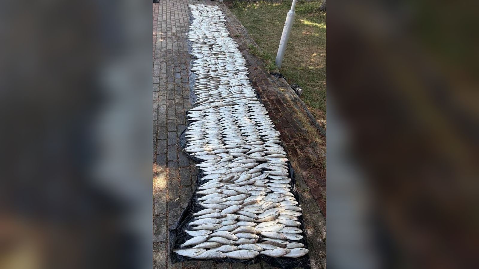 Полицијата заплени 116,9 килограми Охридска Белвица и околу 4.000 м рибарски мрежи