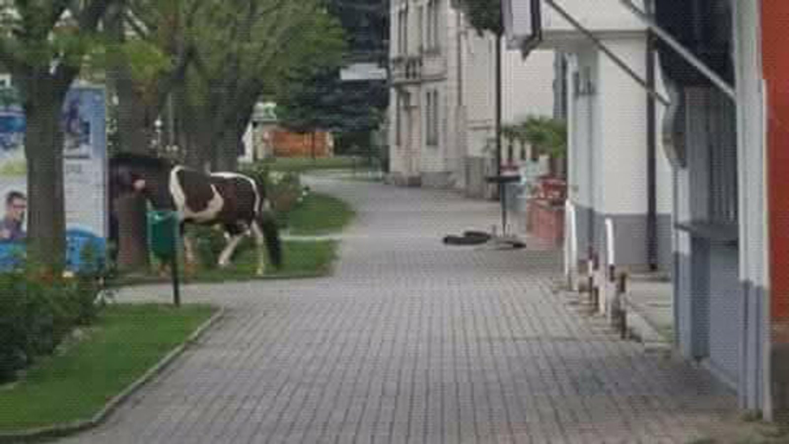 Потребен прифатен центар за повредени и сирачиња животни во Македонија