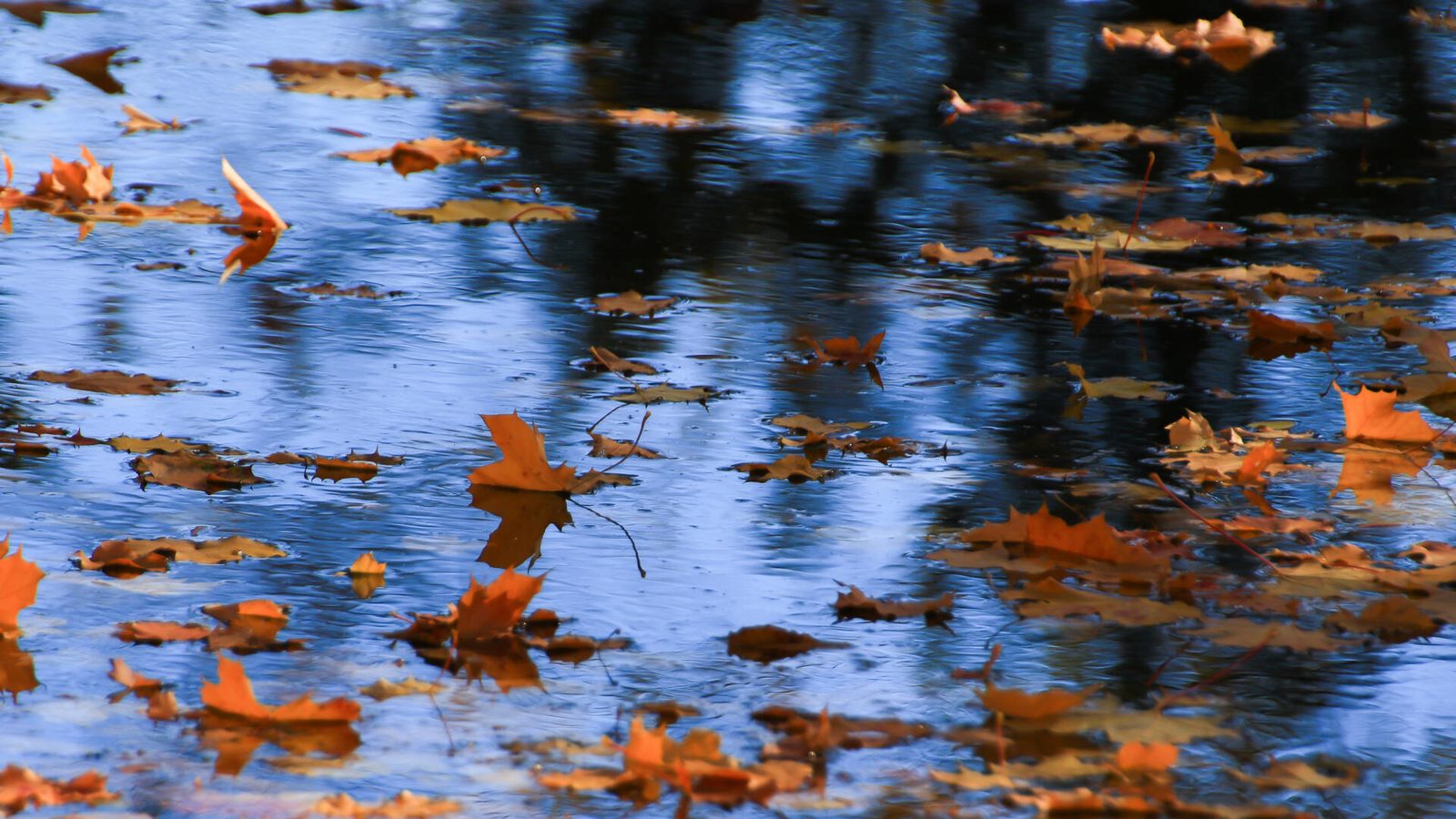 Partly cloudy with afternoon local showers and possible thunder — 10 Oct 2026 forecast