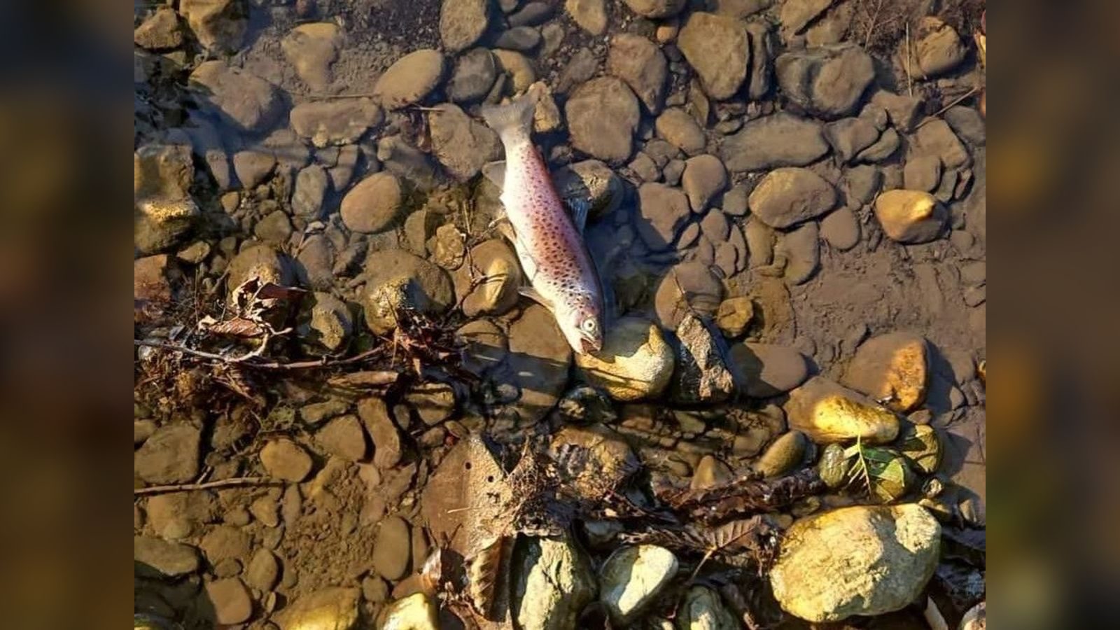 At least 15 tonnes of trout die in Treska near Kichevo
